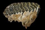 Fossil Woolly Mammoth Upper M Molar - North Sea Deposits #149765-2